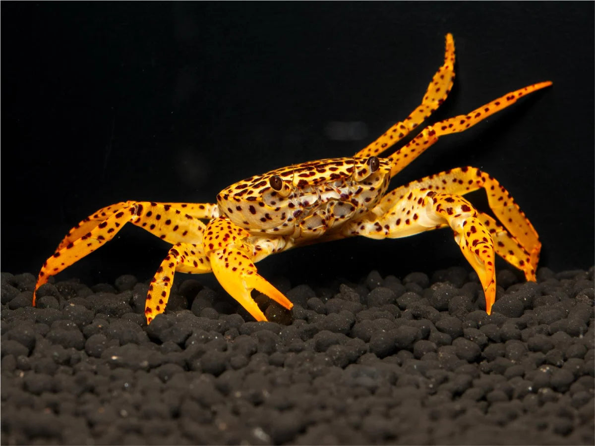 Unterwasserkrabbe "Panther" - Parathelphusaa pantherina