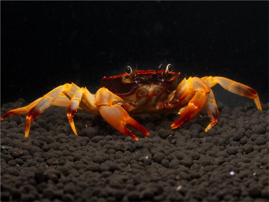 Unterwasserkrabbe "Towuti" - Parathelphusaa ferruginea