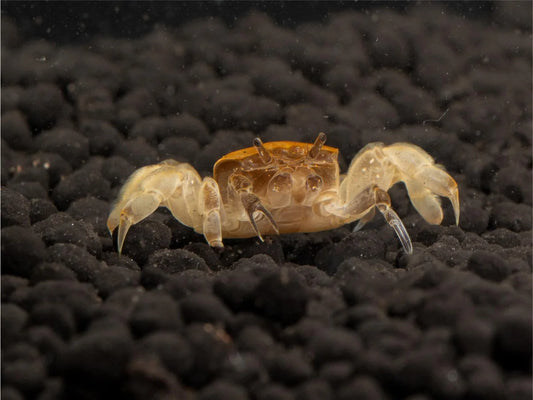 Unterwasserkrabbe "Zwergghost" - Potamocypoda alleni
