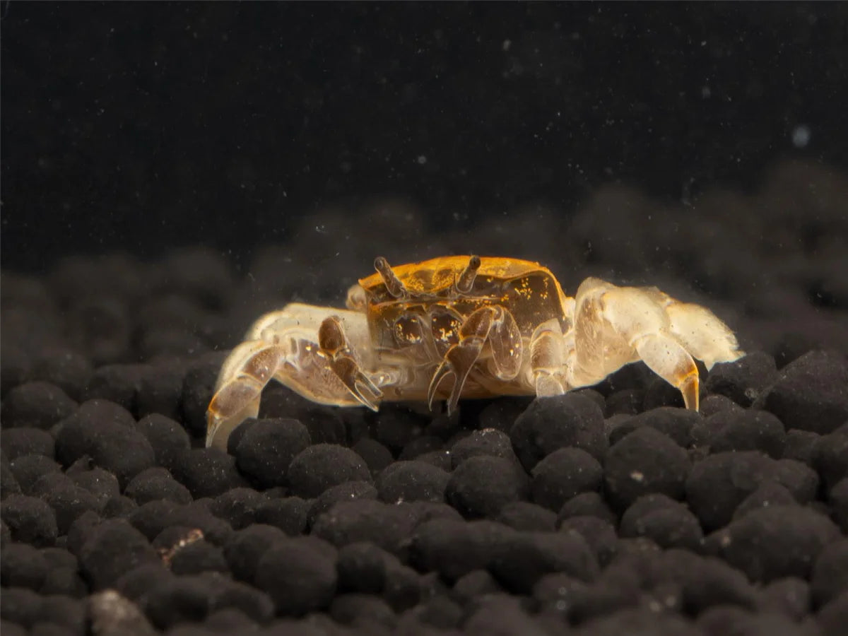 Unterwasserkrabbe "Zwergghost" - Potamocypoda alleni