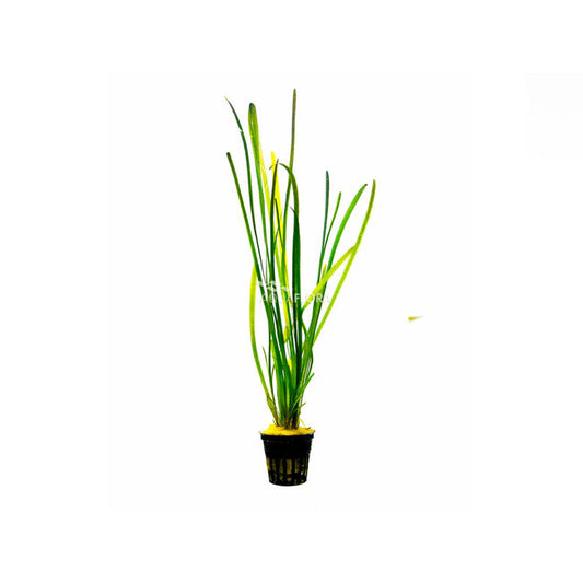 Vallisneria spiralis ‘Leopard’ | Gefleckte Wasserschraube für Hintergrund & Mittelgrund