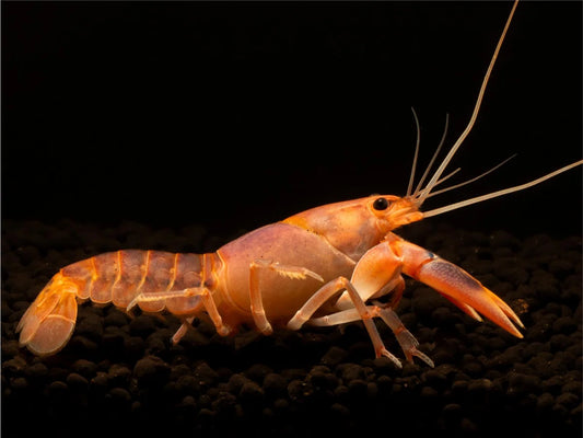 Volcano Flusskrebs - Cherax destructor