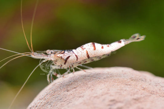 White Zebra Sulawesi - Caridina sp.