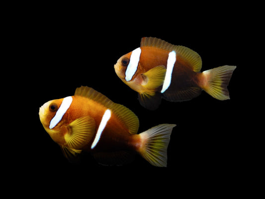 Amphiprion omanensis – echtes Zuchtpaar