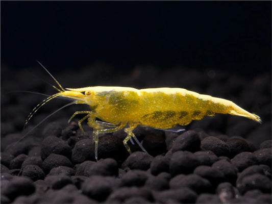 Yellow Fire Garnele - Neocaridina davidi Gelb OE