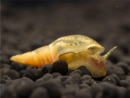 Yoda Schnecke - Lymnaea Stagnalis