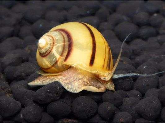 Zebra Apfelschnecke - Asolene Spixi