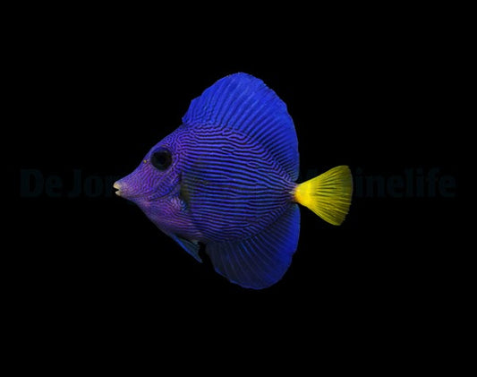 Zebrasoma xanthurum - Rotmeer Doktor