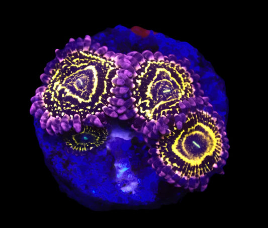 Zoanthus spp. (Stratosphere) (3-4 Polyps) WYSIWYG